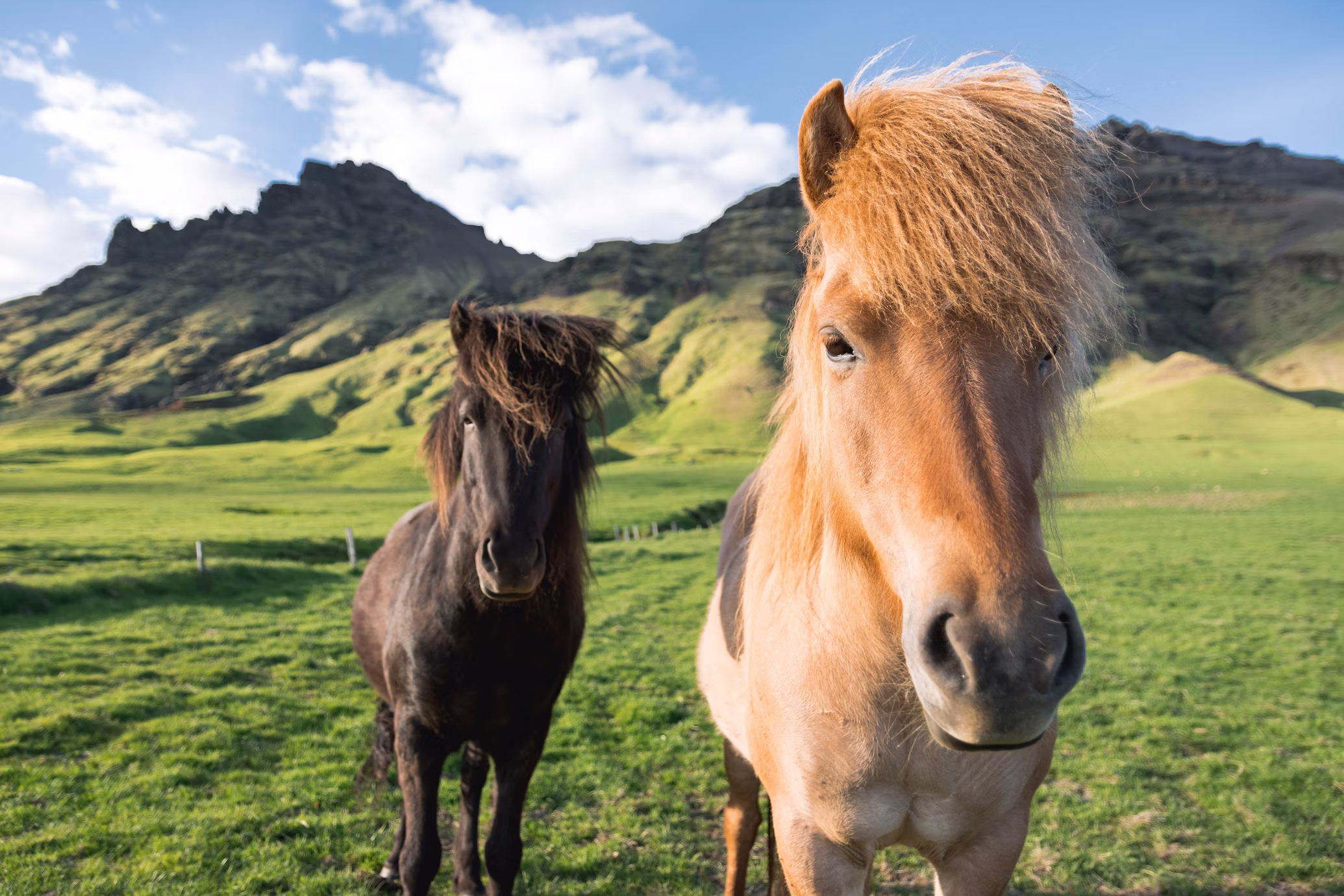 Viking Horse Riding Tour