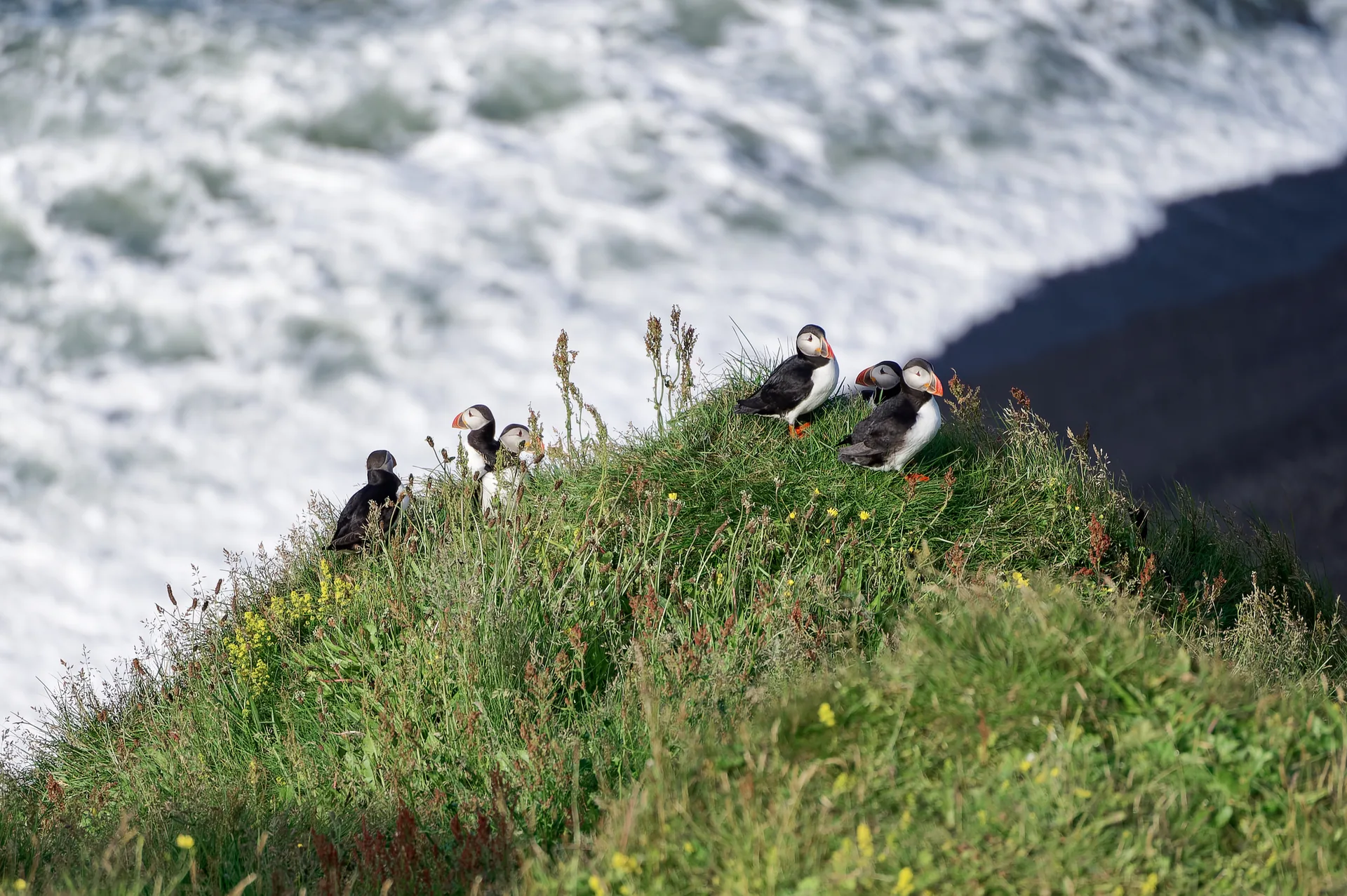 Dyrhólaey Puffin Cliffs thumbnail